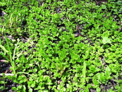 ground covered in creeping jenny